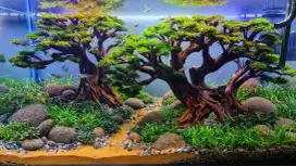 MENJUAL JASA AQUASCAPE