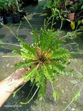 Tanaman Asplenium kenzoi pakis unik dan langka