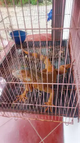 Red Iguana Besar