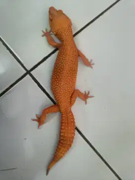 Leopard gecko baby - juve - adult