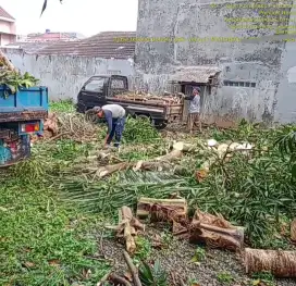 jasa tebang pohon
