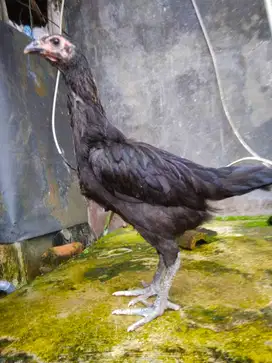 11ekor ayam pelung usia 2,5bulan dan 3bulan jantan 9ekor betina 2ekor