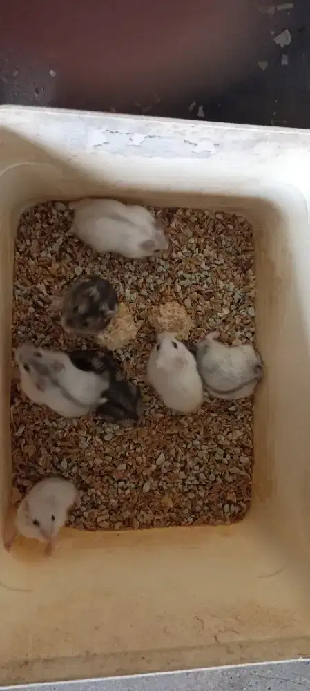 Hamster winter white tenang, jinak dan tidak menggigit