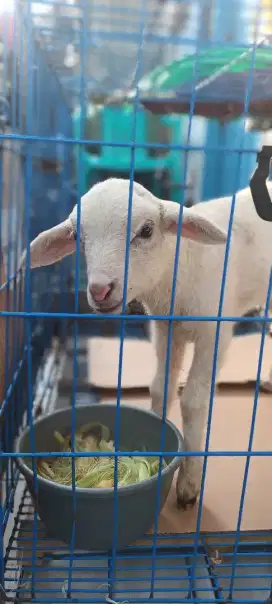 Anak kambing domba lucu imut gemes