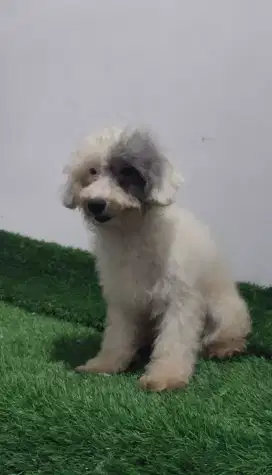 Poodle jantan putih silver