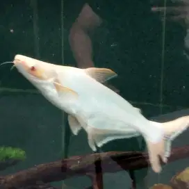 Dijual ikan patin albino