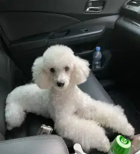 Anjing Toy Poodle Jantan Warna Putih FREE Kandang