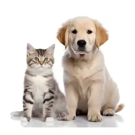 jasa mandi anjing dan kucing panggilan