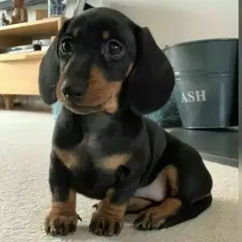 DIJUAL ANAK ANJING TEKEL/ DACHSHUND