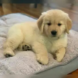 DIJUAL ANAK ANJING GOLDEN RETRIEVER