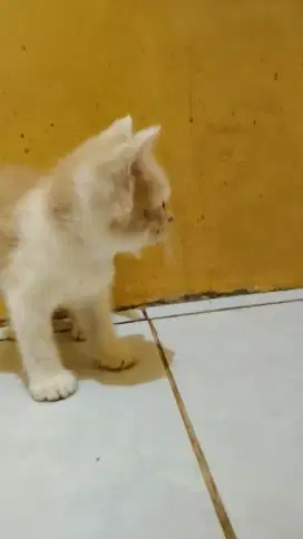 Kucing Persia Flatnose Shorthair