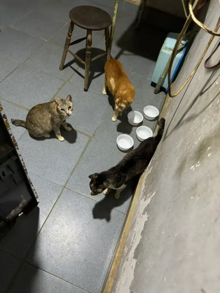 Grooming kucing