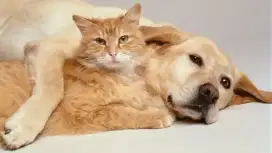 JURAGAN GROOMING DOG&CAT PANGGILAN