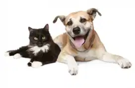 GROOMING CAT&DOG PANGGILAN TERDEKAT JAKARTA