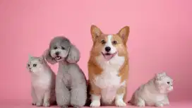 Raja juragan groominggg panggilann cat&dog tersekat