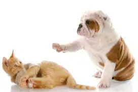 Juragan pet grooming Panggilan cat&dog termurah