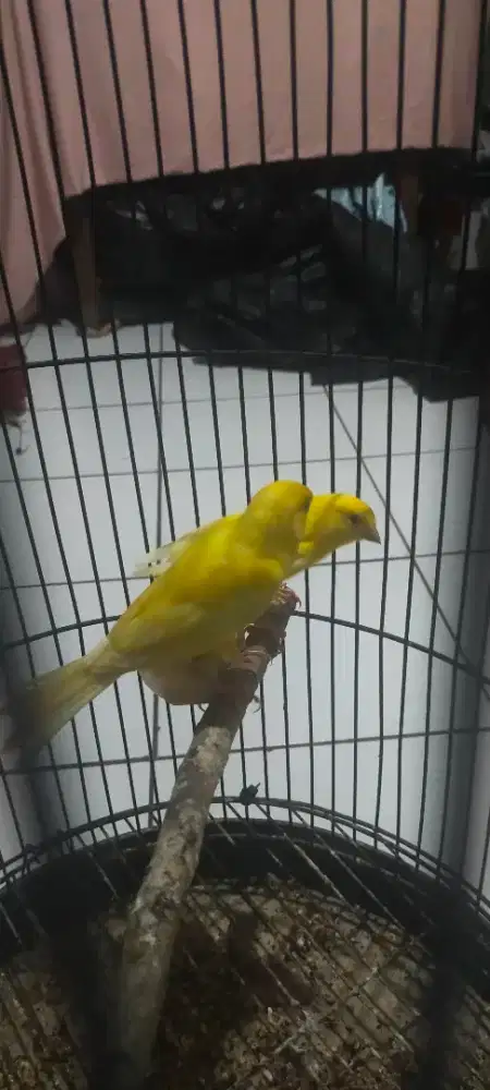 Anak burung kenari kuning