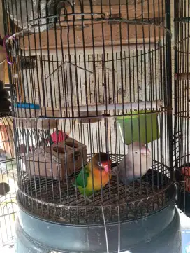 LOVEBIRD INDUKAN PRODUKSI -JOSAN X PASBIR  - BURUNG SAJA