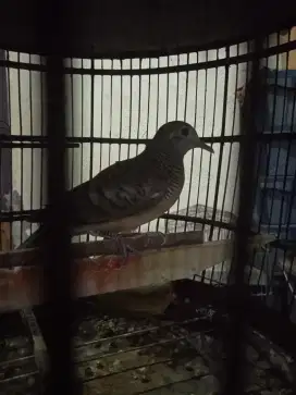 Perkutut lokal alam rajin bunyi