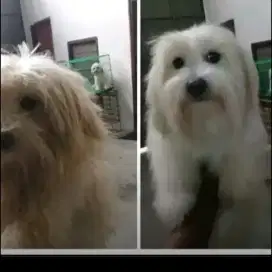 Juragan pet grooming panggilan cat&dog