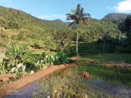 Dijual kebun sawah Cidahu