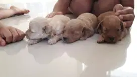 STANBUM ANJING POODLE BETINA MURAH