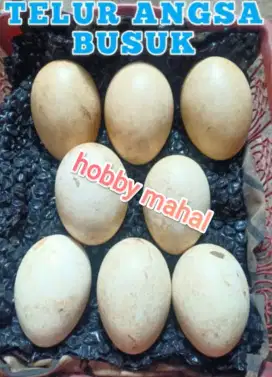 Telur angsa soang busuk tembuhuk ritual sakral