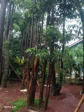 Jual pohon pule
