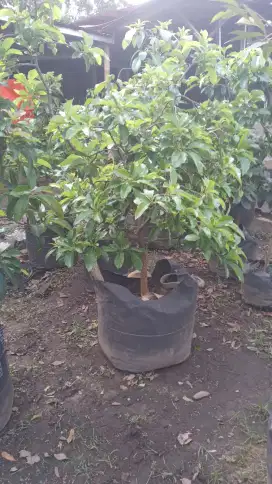 Pohon alpukat aligaor /kendil
