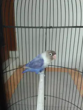 Lovebird betina materi bagus