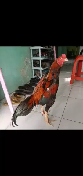 Ayam Bangkok Bibit Juara