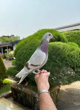 PERAWAT MERPATI + SERABUTAN