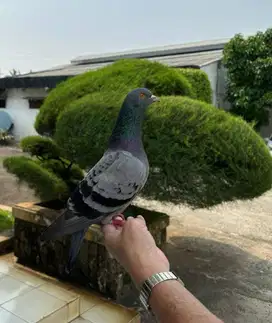 PERAWAT MERPATI + SERABUTAN