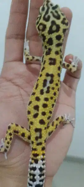 Leopard gecko premium