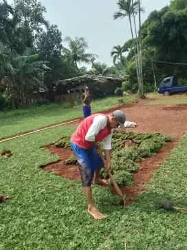 Rumput gajah mini
