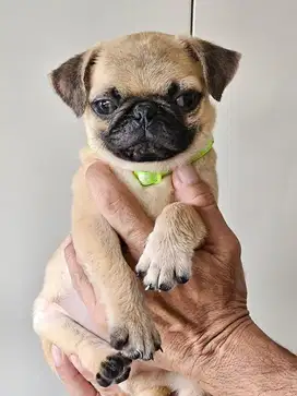 Pug jantan dan betina lucu gembul stambum dan non stambum