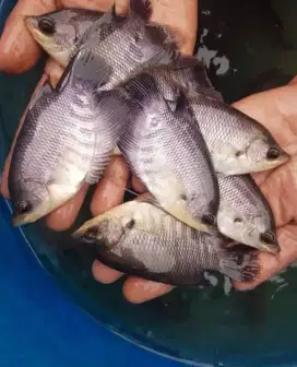 Sedia bibit ikan gurame soang