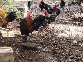 AYAM SERAMA AYAM KONTES