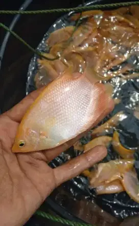 Sedia bibit ikan gurame padang size 3jari