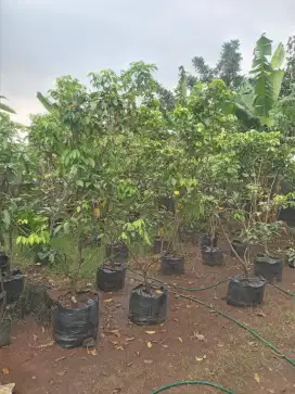 Pohon Rambuatan binjay