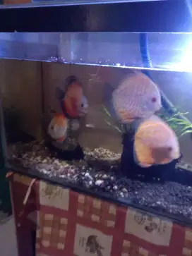 Di jual discus pigeon dan red melon