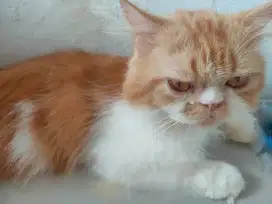 Jasa pacak kucing fleaknose