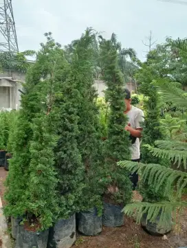 Jual cemara tretes cemara pua2 tinggi 2 meter