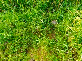 Di Jual Tanah Sawah Di Daerah Jetis - Sumber Agung - Bantul DIY