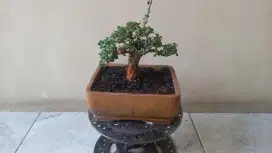 Bonsai sancang mame top