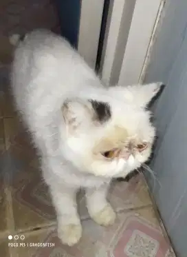 kucing Exo betina