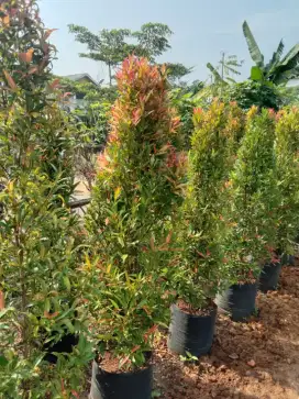 Menjual ber macam macam ukuran pucuk merah