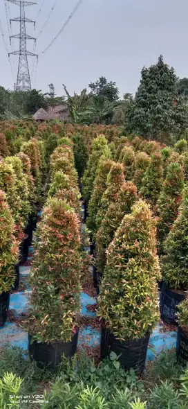 Menjual pucuk merah ber macam ukuran