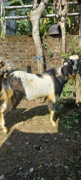 Kambing aqiqah Jogja