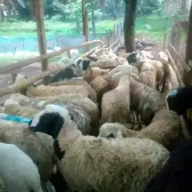 Domba qurban citayam